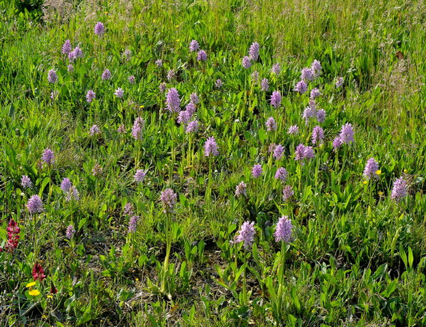 Orchidee della Maremma